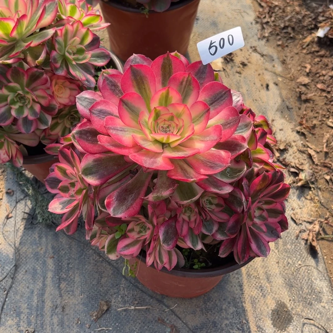 500红荔枝法师多肉植物