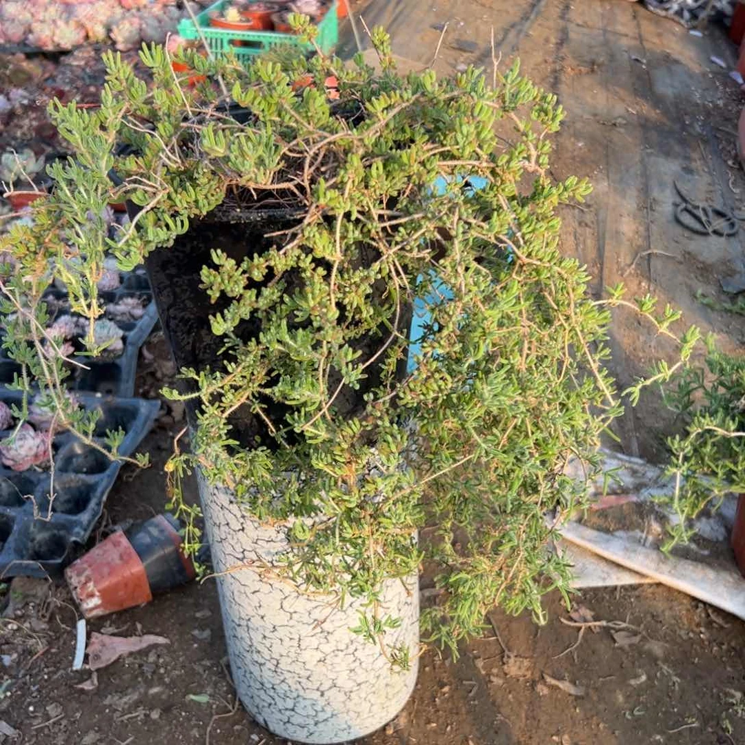 多破哦哦哦植物中央音乐学院