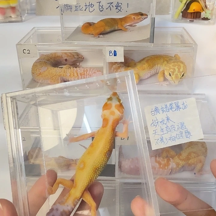 豹纹守宫白黄蜡笔暴龙，妹妹，微瑕