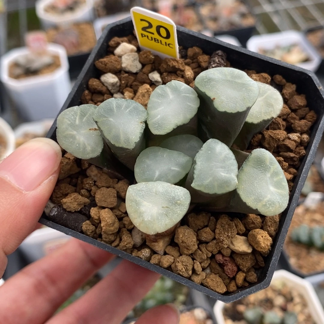 20白瓷万象一物一拍