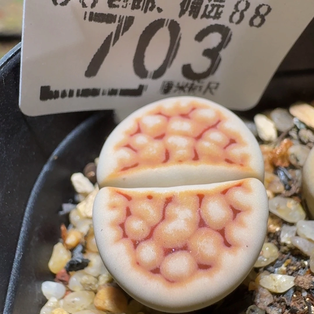 Sssss生石花肉锥703