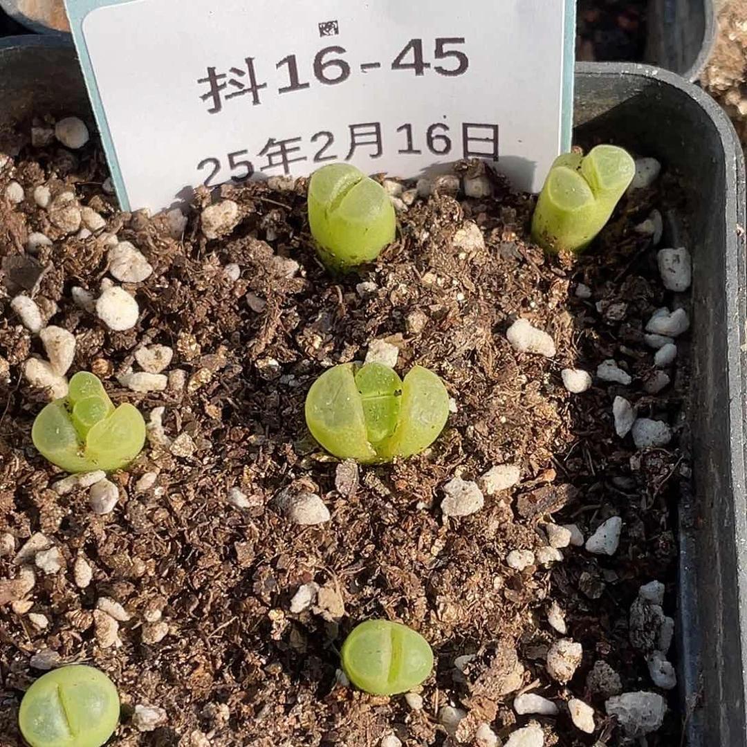 16-45机窗风铃肉锥