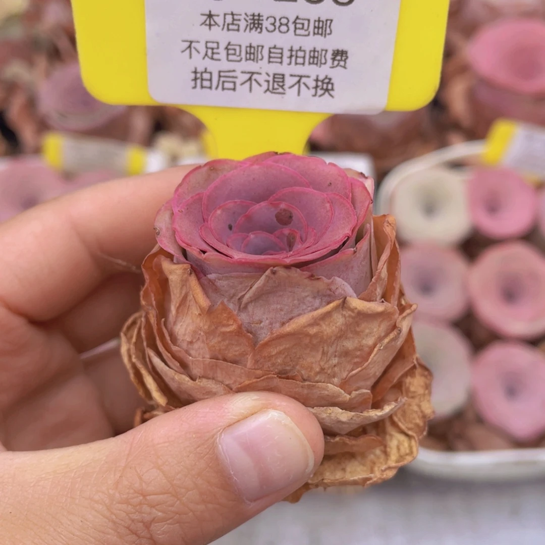 山地玫瑰C255满38包邮裸根发货