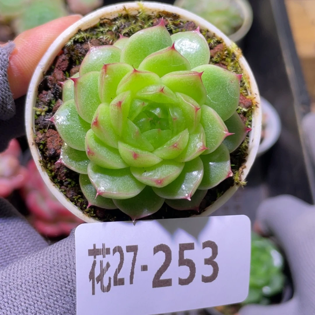 花利美27-253新品珍妮