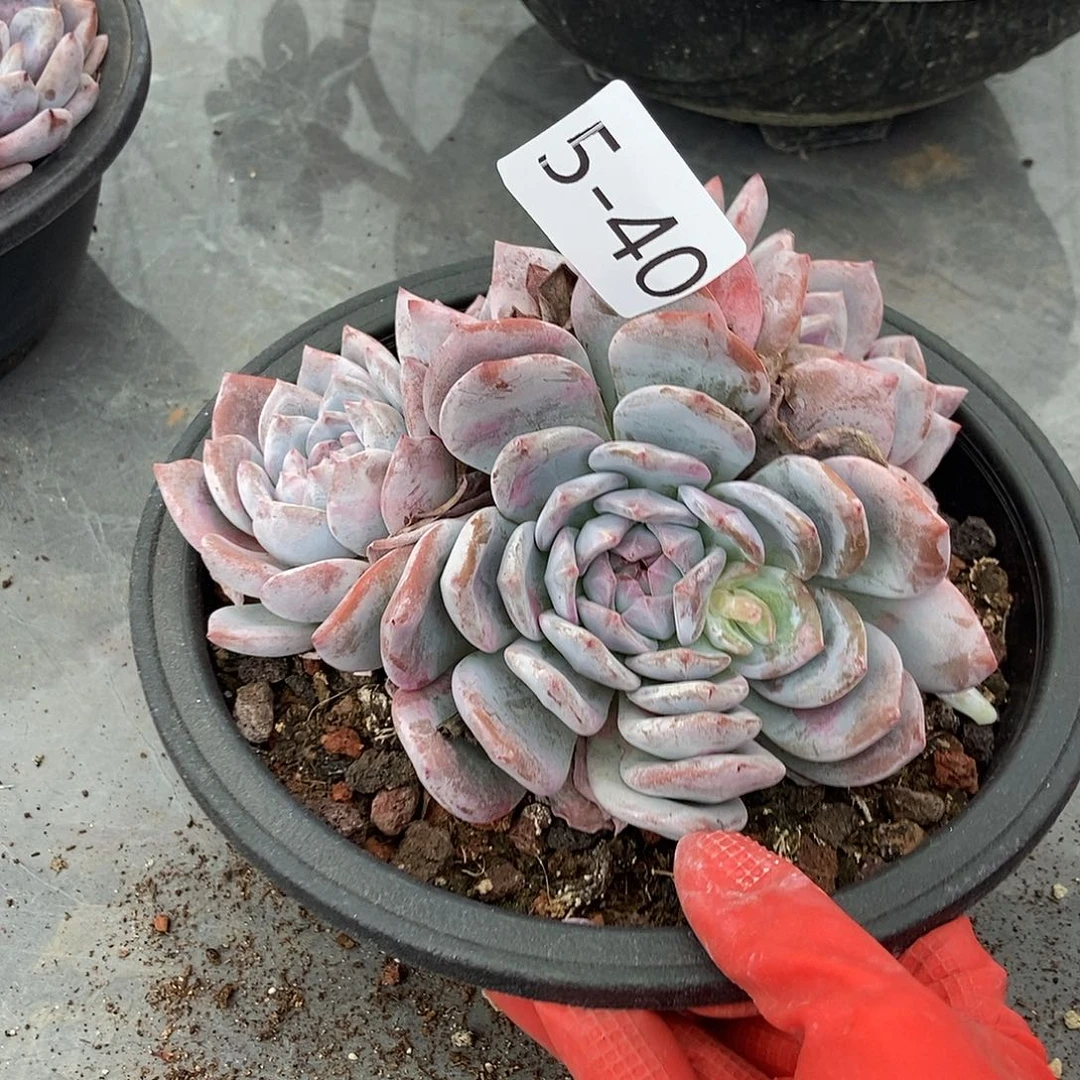 5-40 一物一拍石榴籽