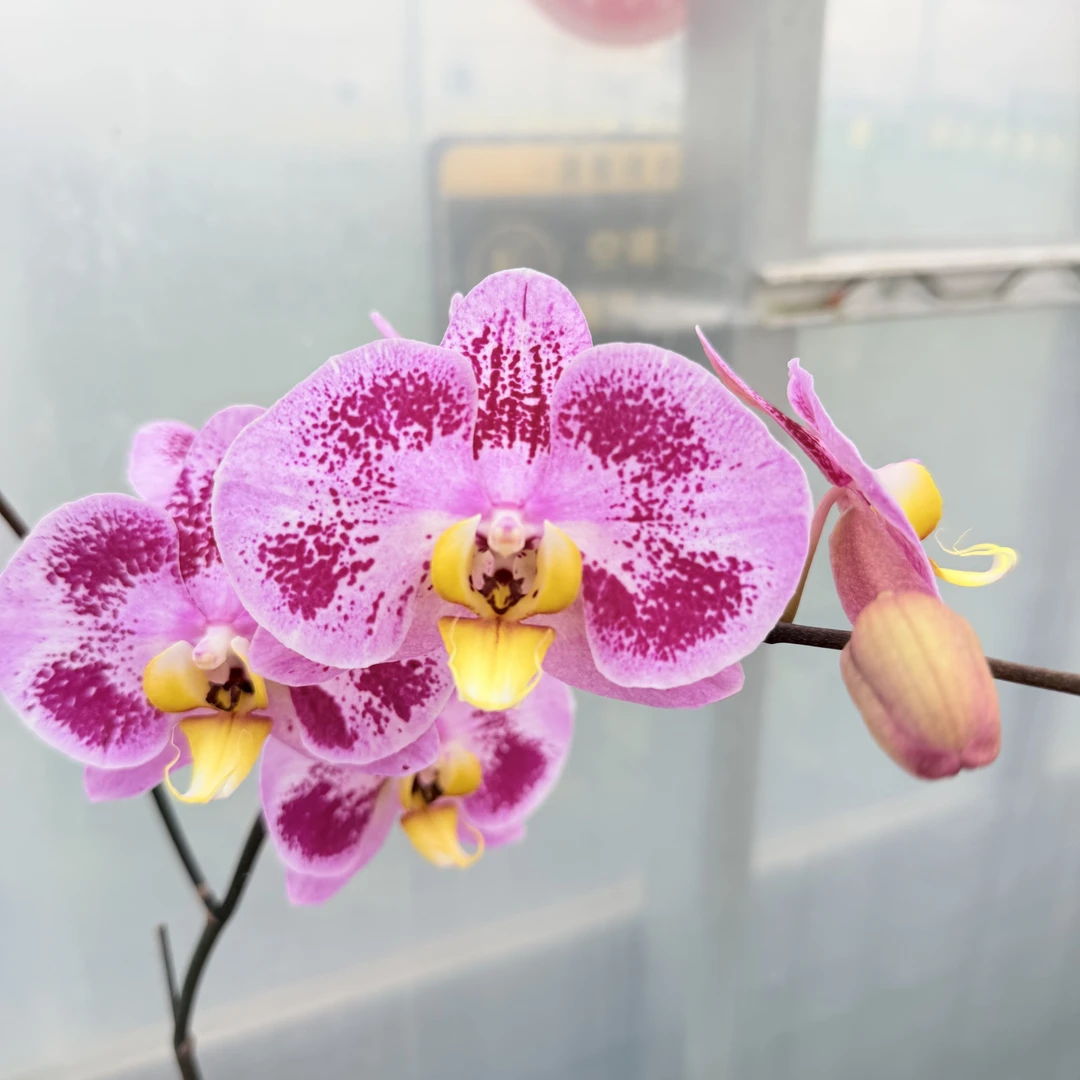 【太妃糖】花心思精品蝴蝶兰 稀有花色 四季花卉 苗青优质