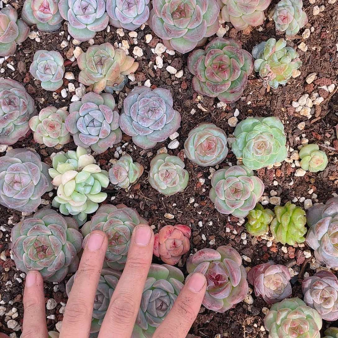 温***C量拍多肉植物多肉植物251