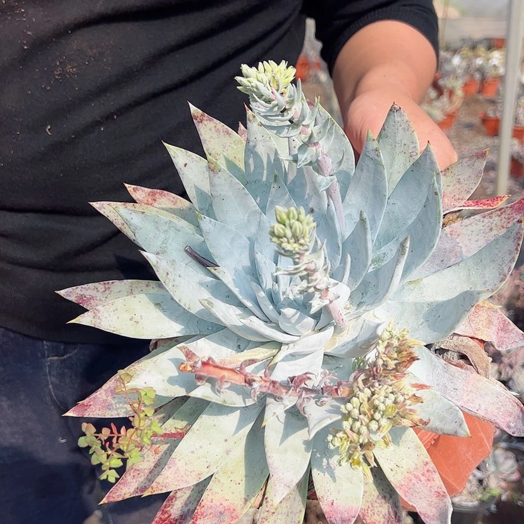 雪山超级大单头多肉植物