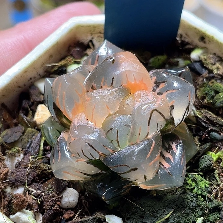 554巨大化水中月一物