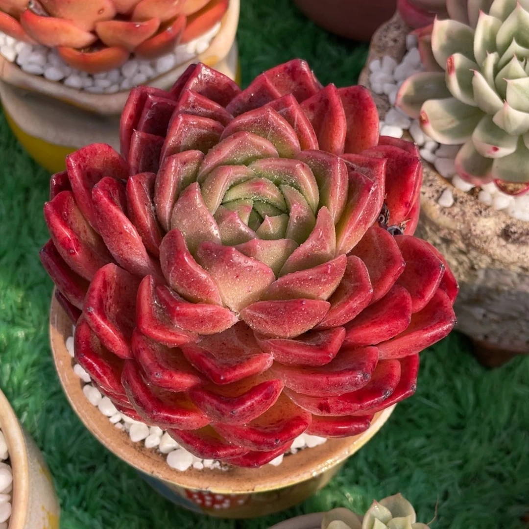 红星多肉植物盆栽