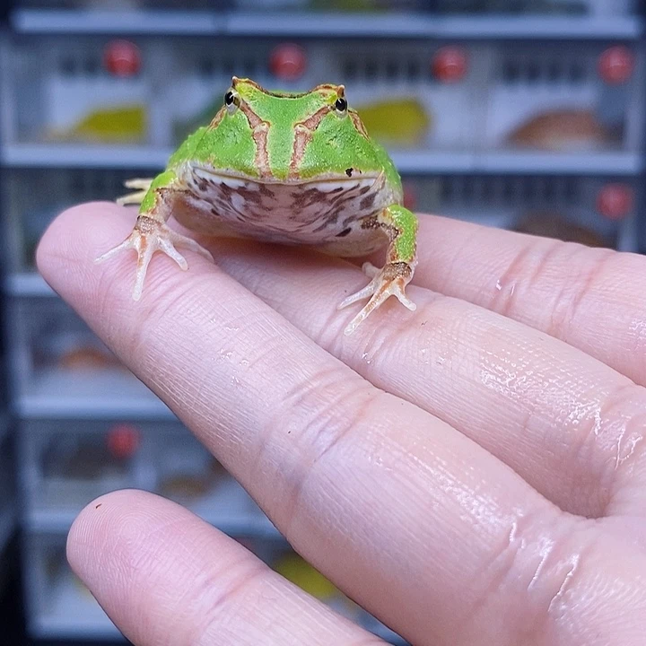 特价清仓促销蝴蝶