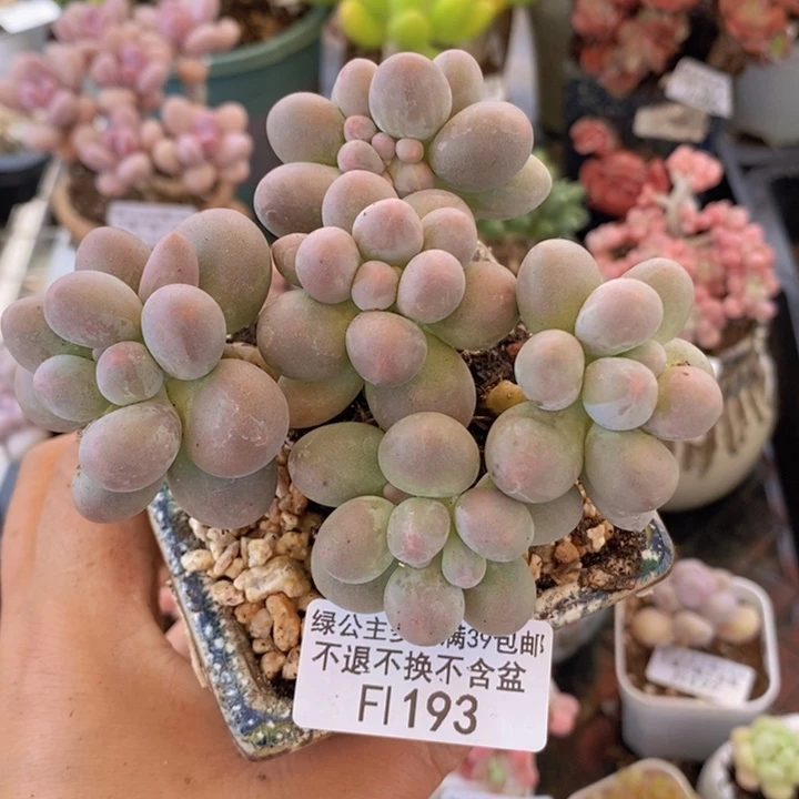 香水手指奶9cm193多肉植物