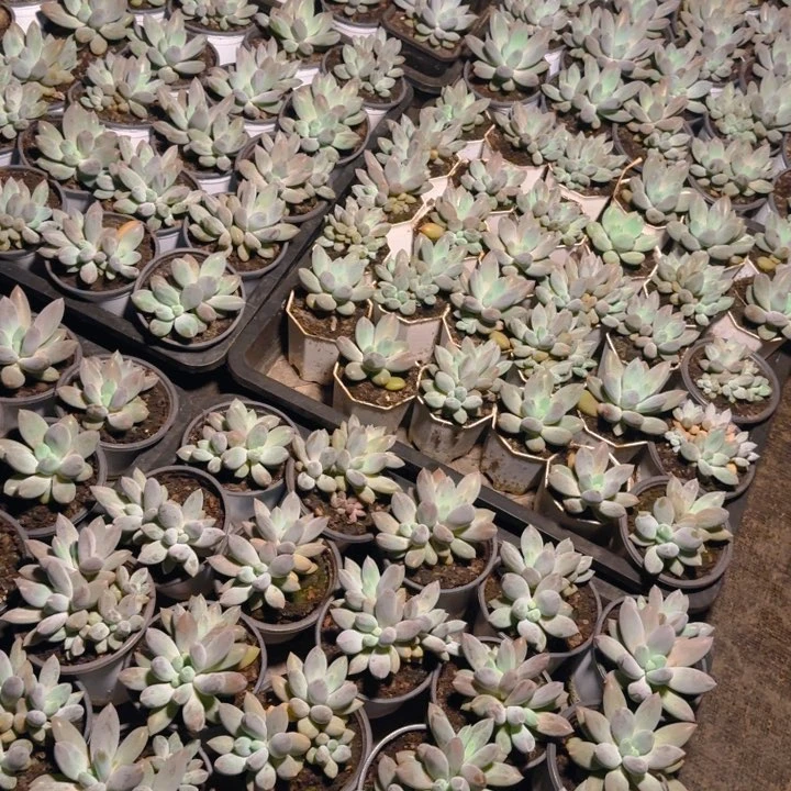 哥特3颗福利不寄养11111111