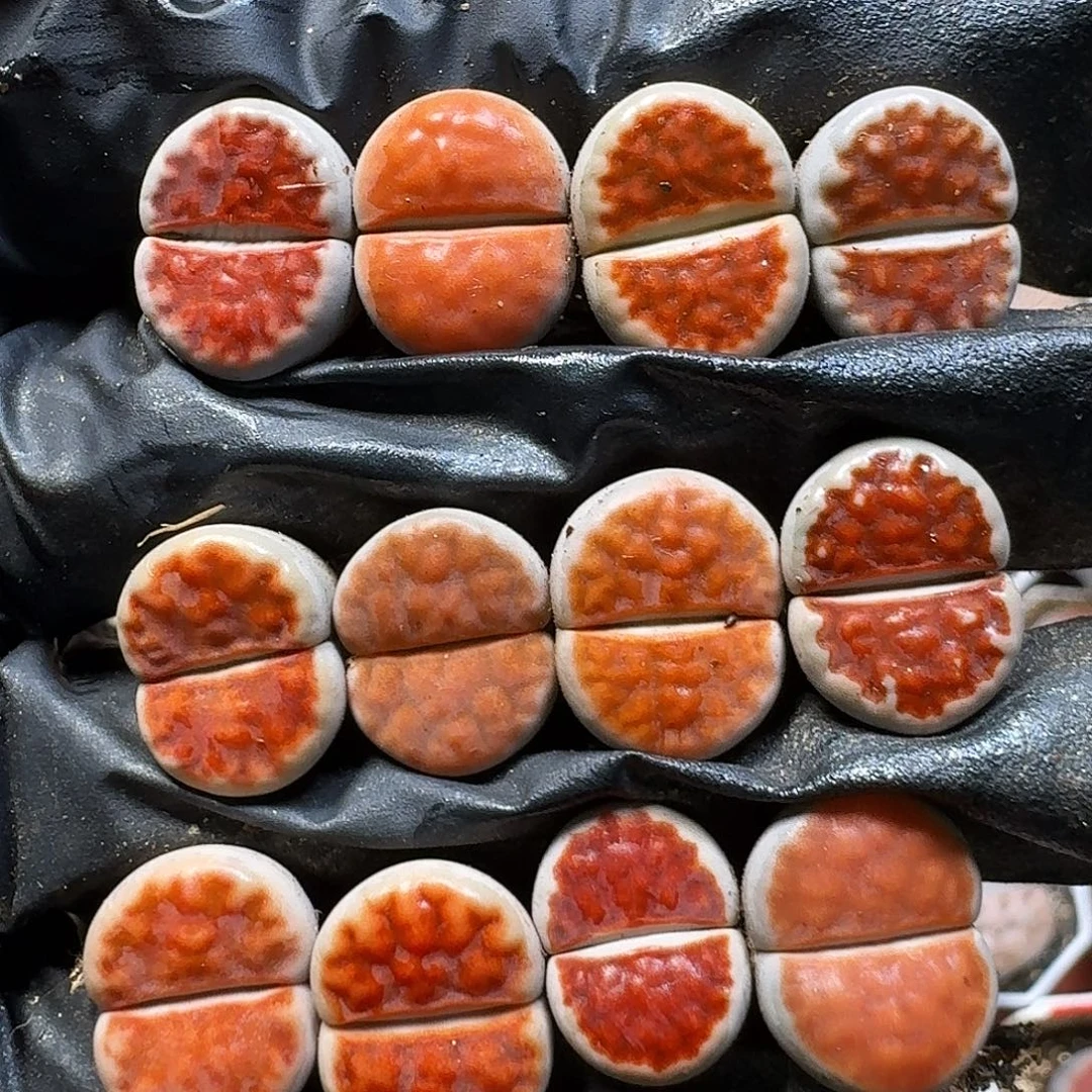 生石花111112。   267