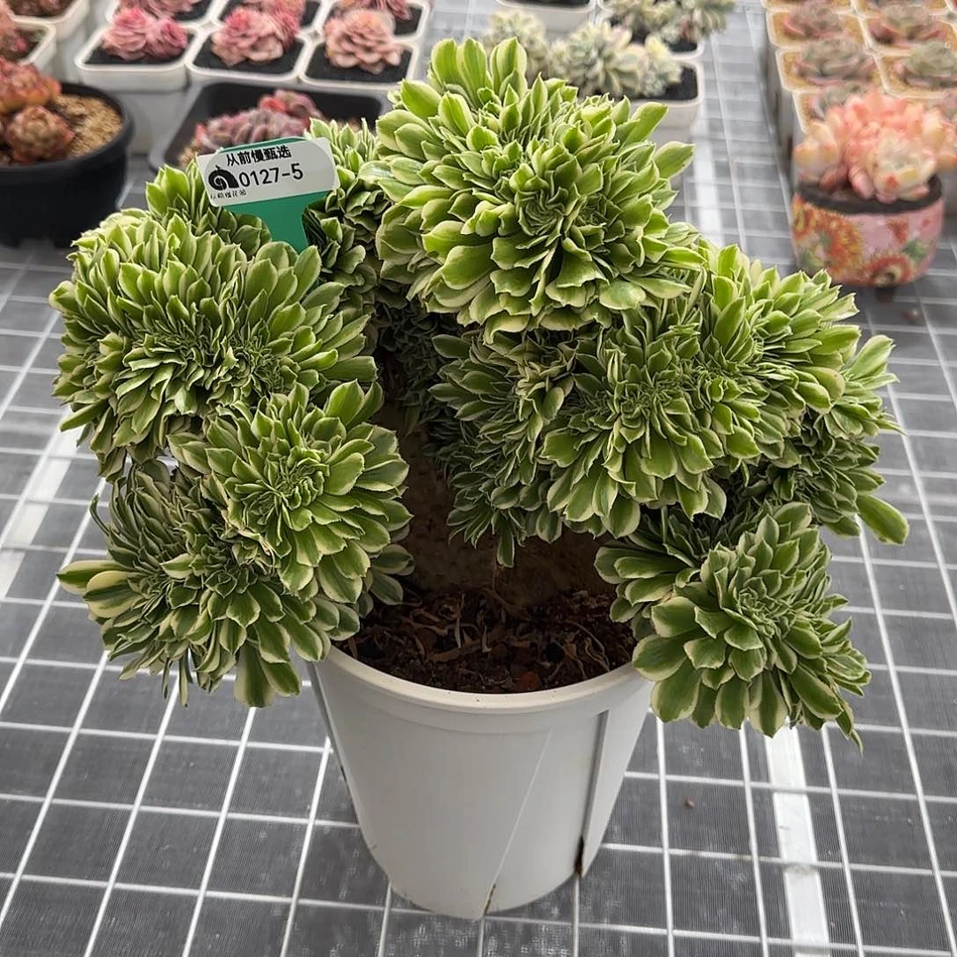 圆****杨从前慢花园精选0127-5