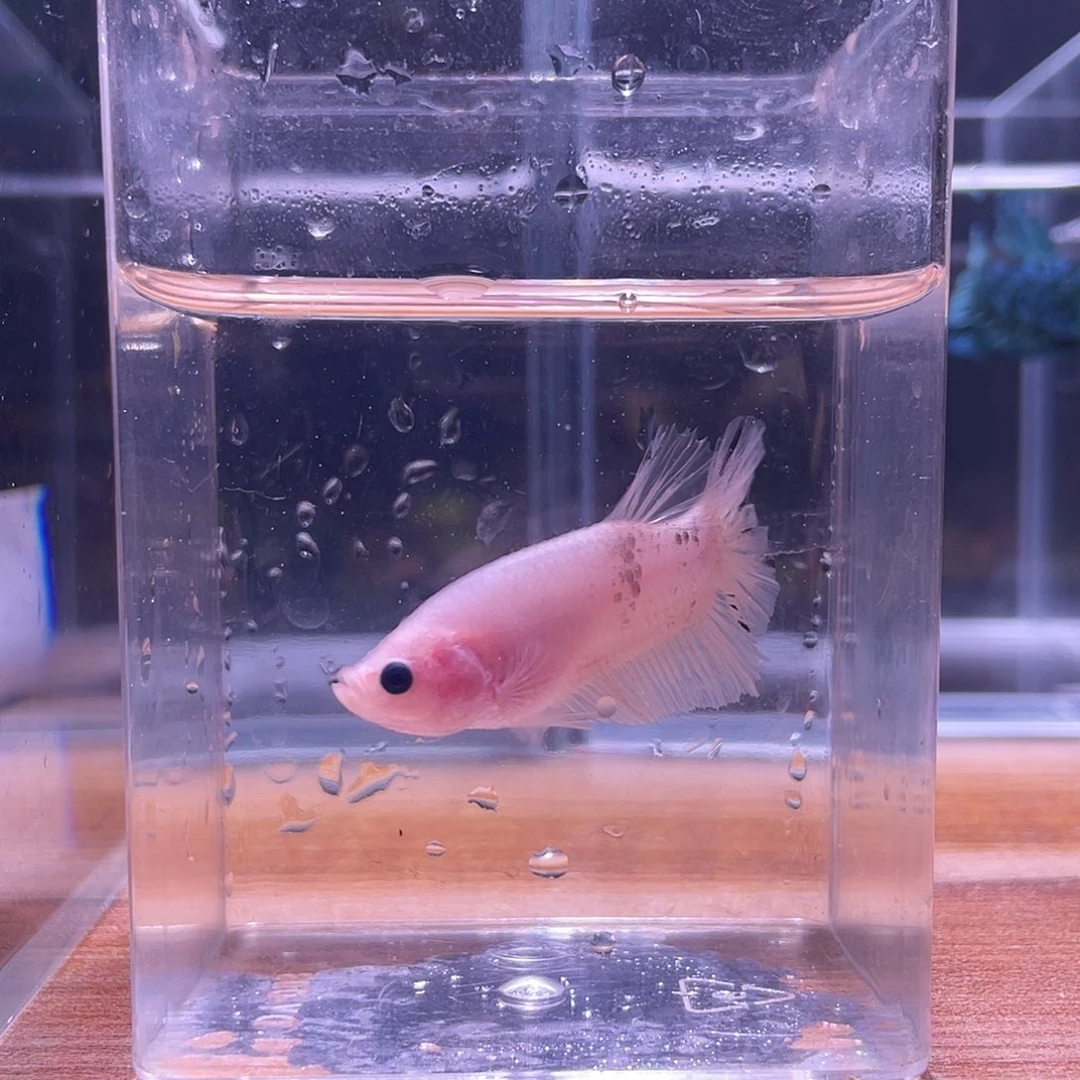 斗鱼可博泰斗092550