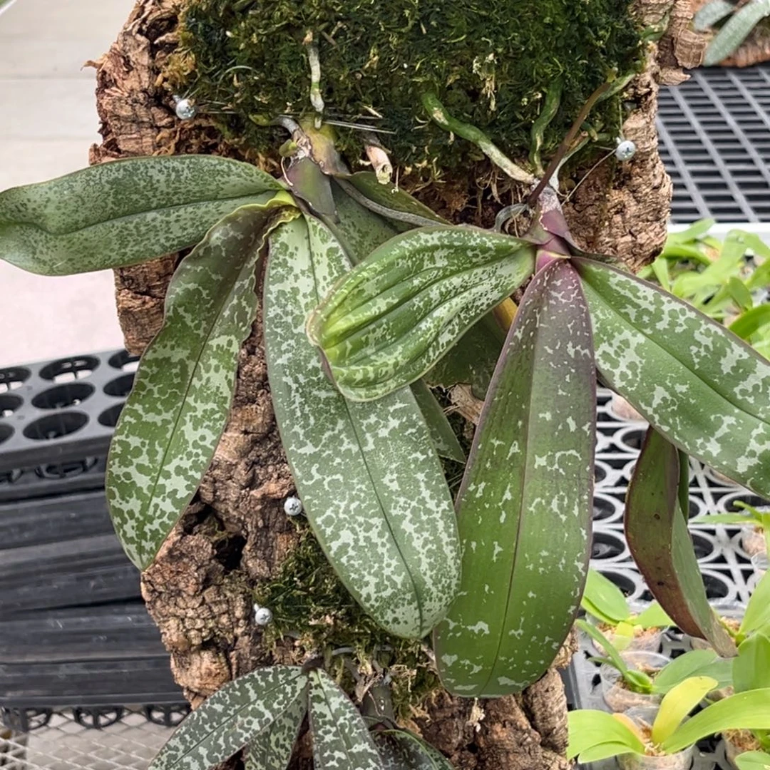 无花朵板值山採抽梗苗