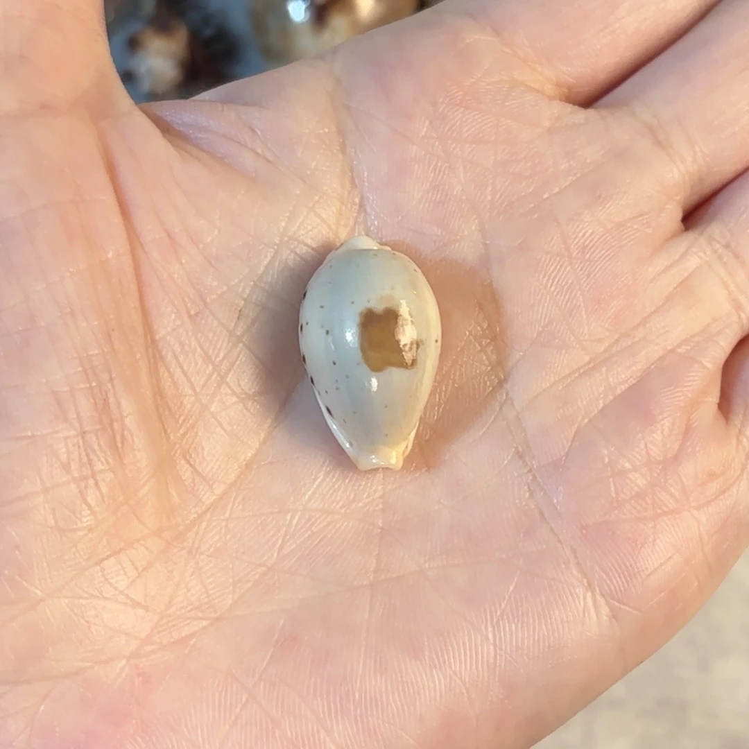 用***8天然海螺贝壳标本福利