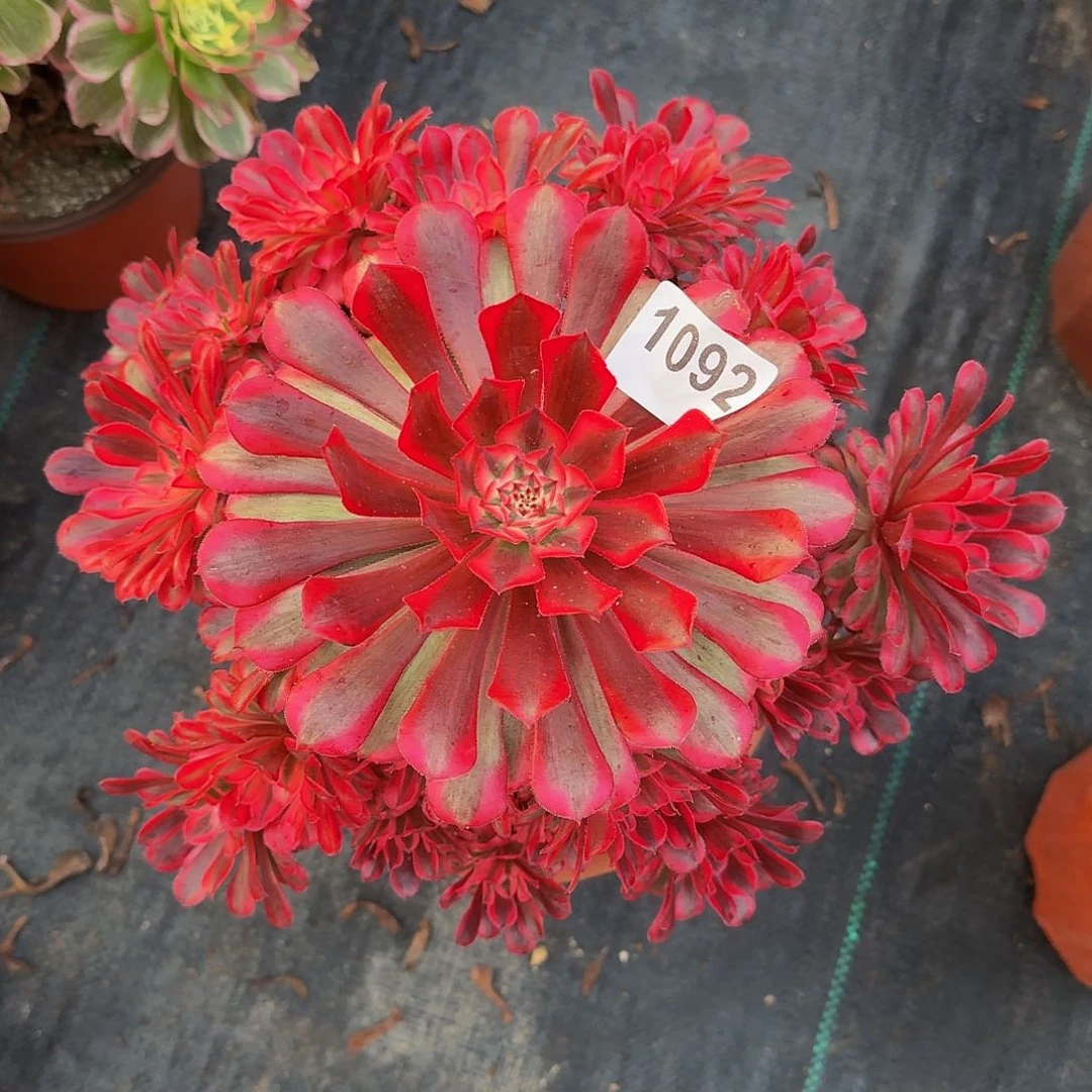 无花朵1092红铜白444冠服25左右