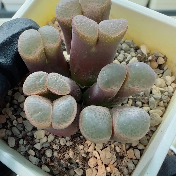 国庆特惠多肉风铃母本63号