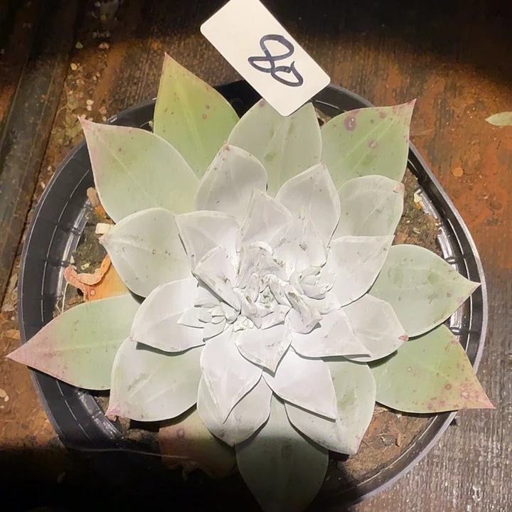 3代杂交仙女杯多肉福利