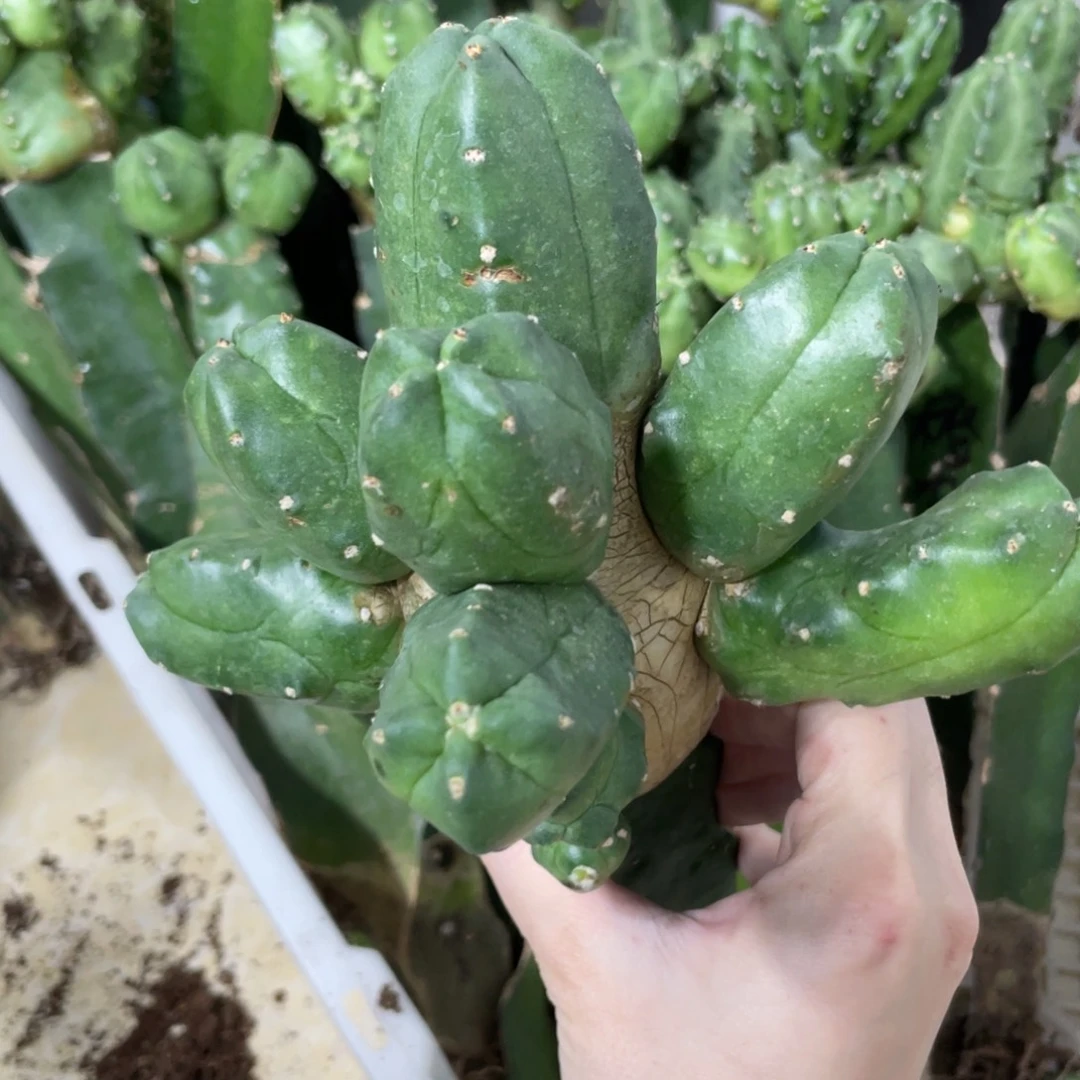 新品无刺宇宙殿侧芽一个