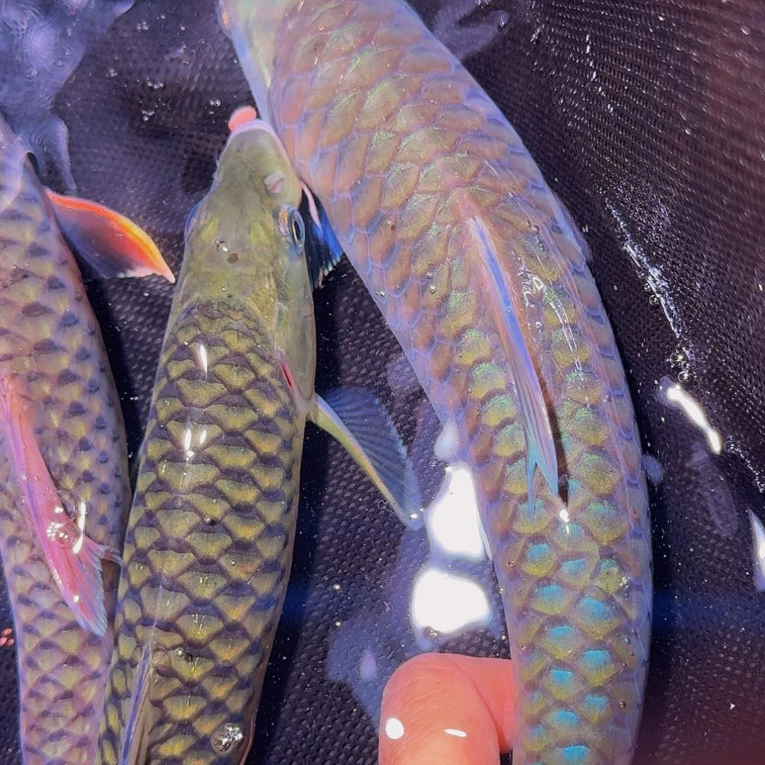 中国大陆异口蓝吉罗