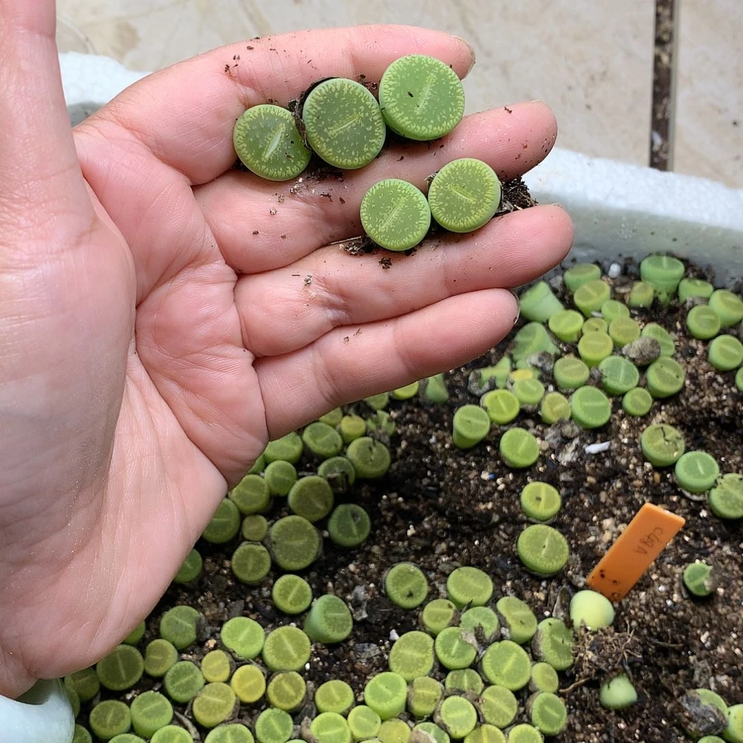 南*W362多肉植物保护