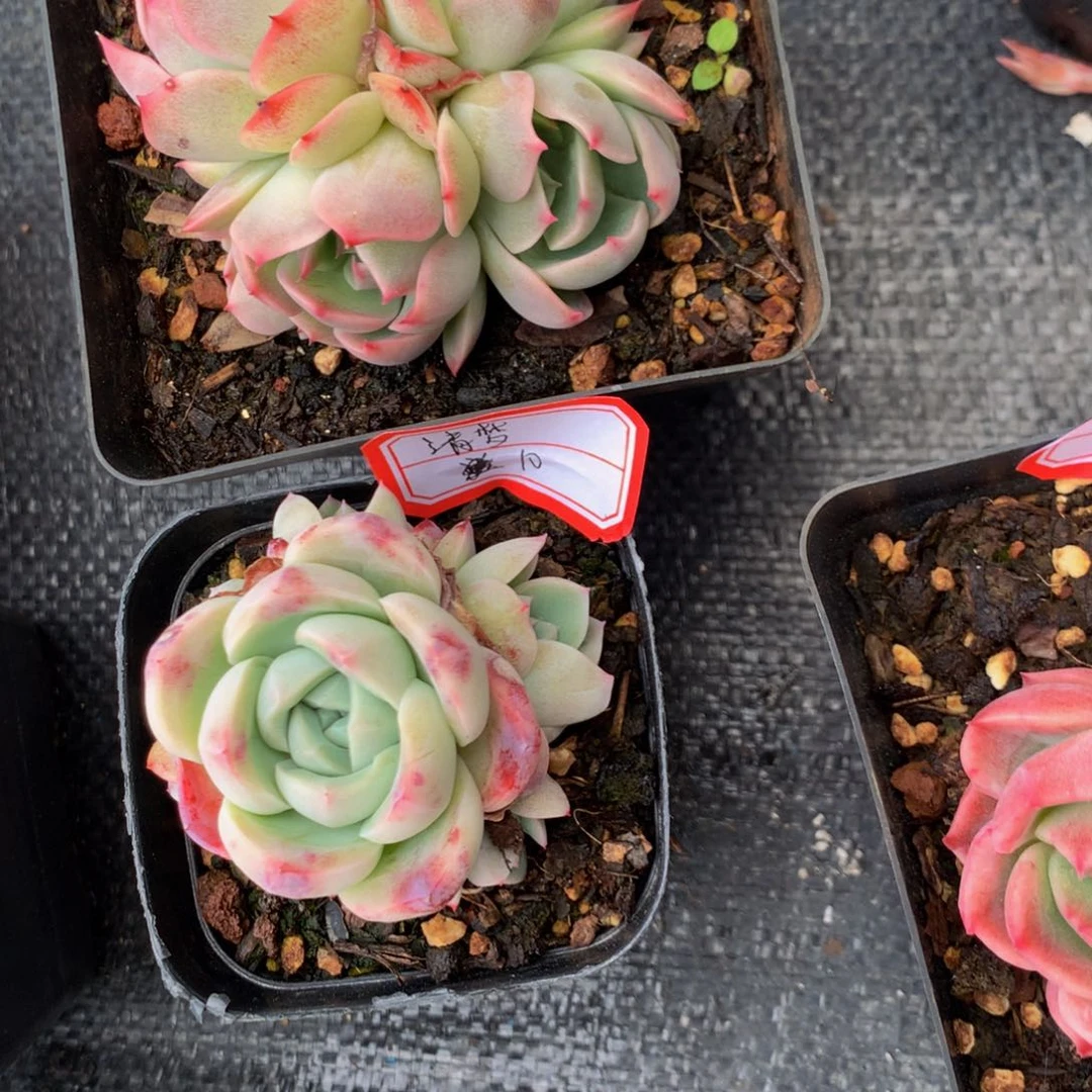 清***行杂交两颗111111