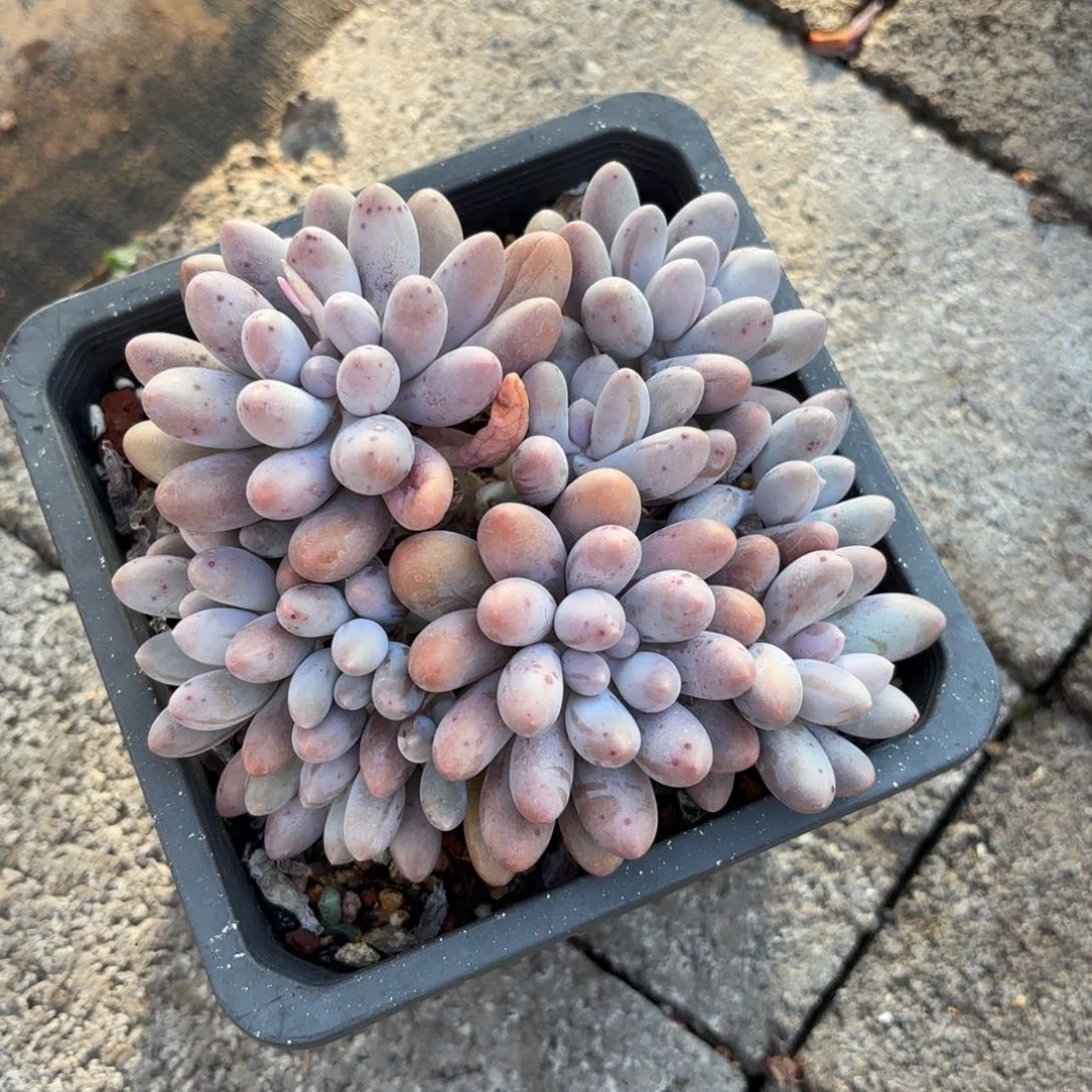 无花朵汤圆无砍自然群222