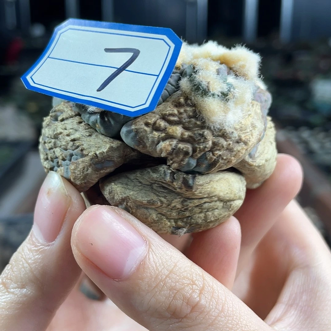 7号很开门的龟甲连山无根