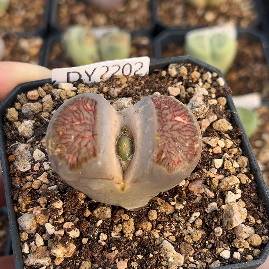 一物一拍菊母本2202红窗菊