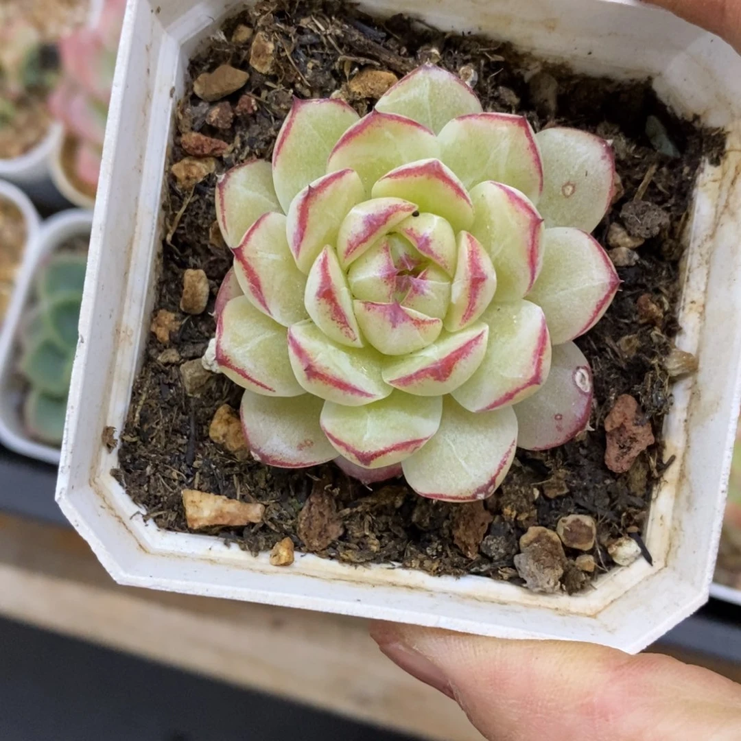精品多肉一物拍不包整208
