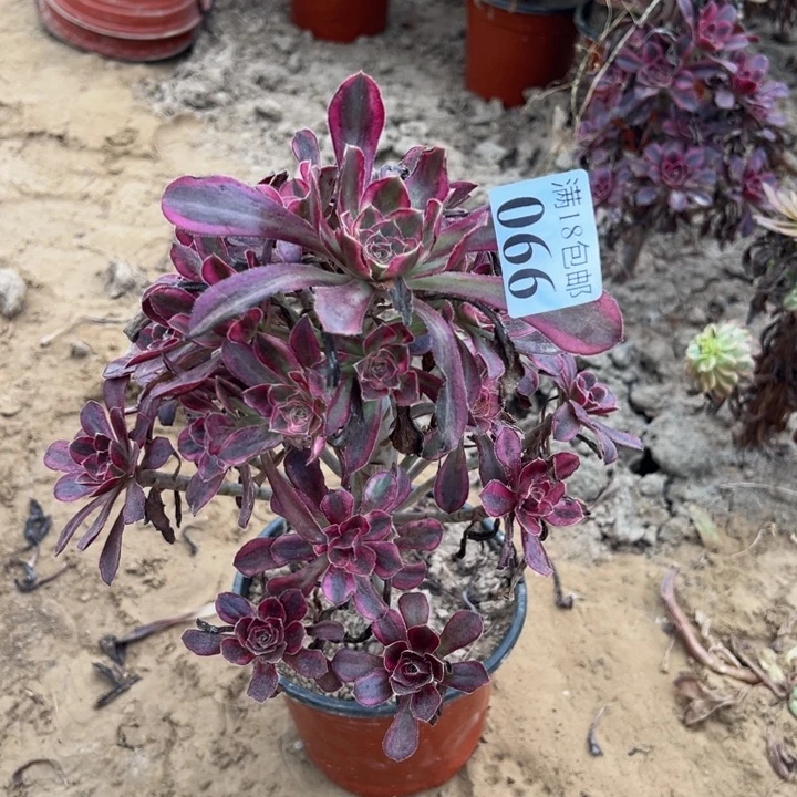 066香奈儿手捧2号