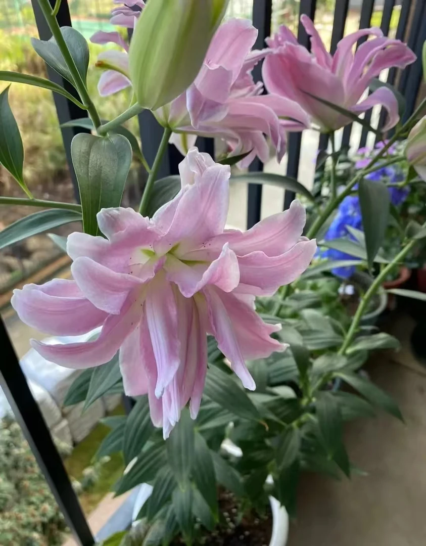 四季可种1颗《魔法公主》12/14进口重瓣香水百合种球