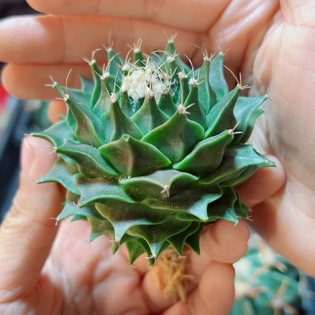 实生帝冠6.8公分