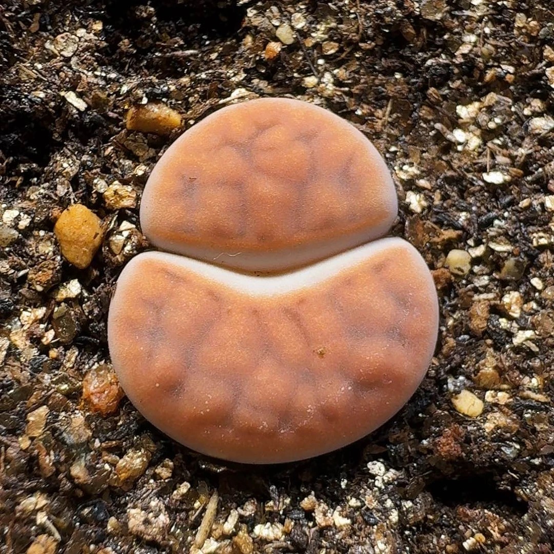 生石花1111111。   231