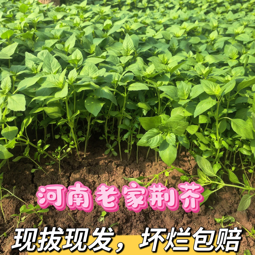 河南新鲜大叶荆芥菜农家自种现摘现发凉拌调味菜冰鲜包邮绿叶菜