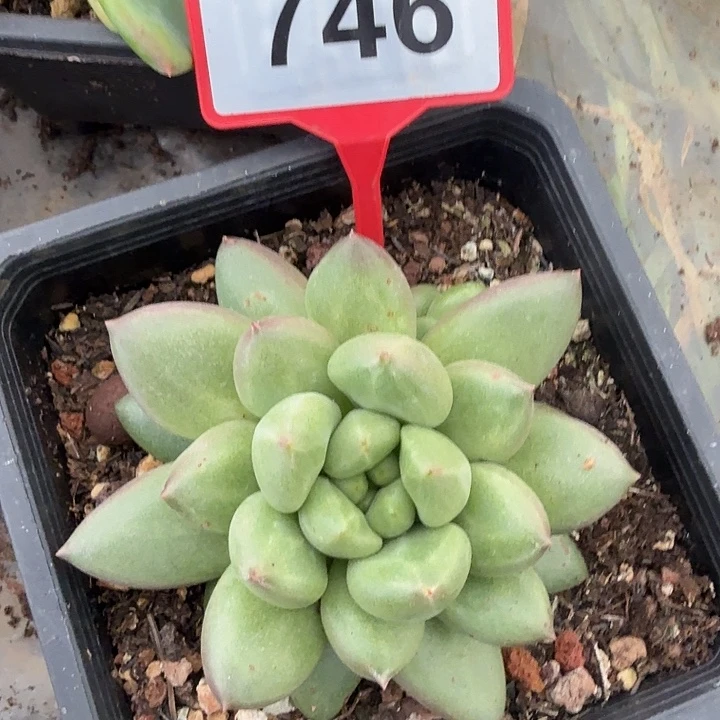 米其林一物一拍746