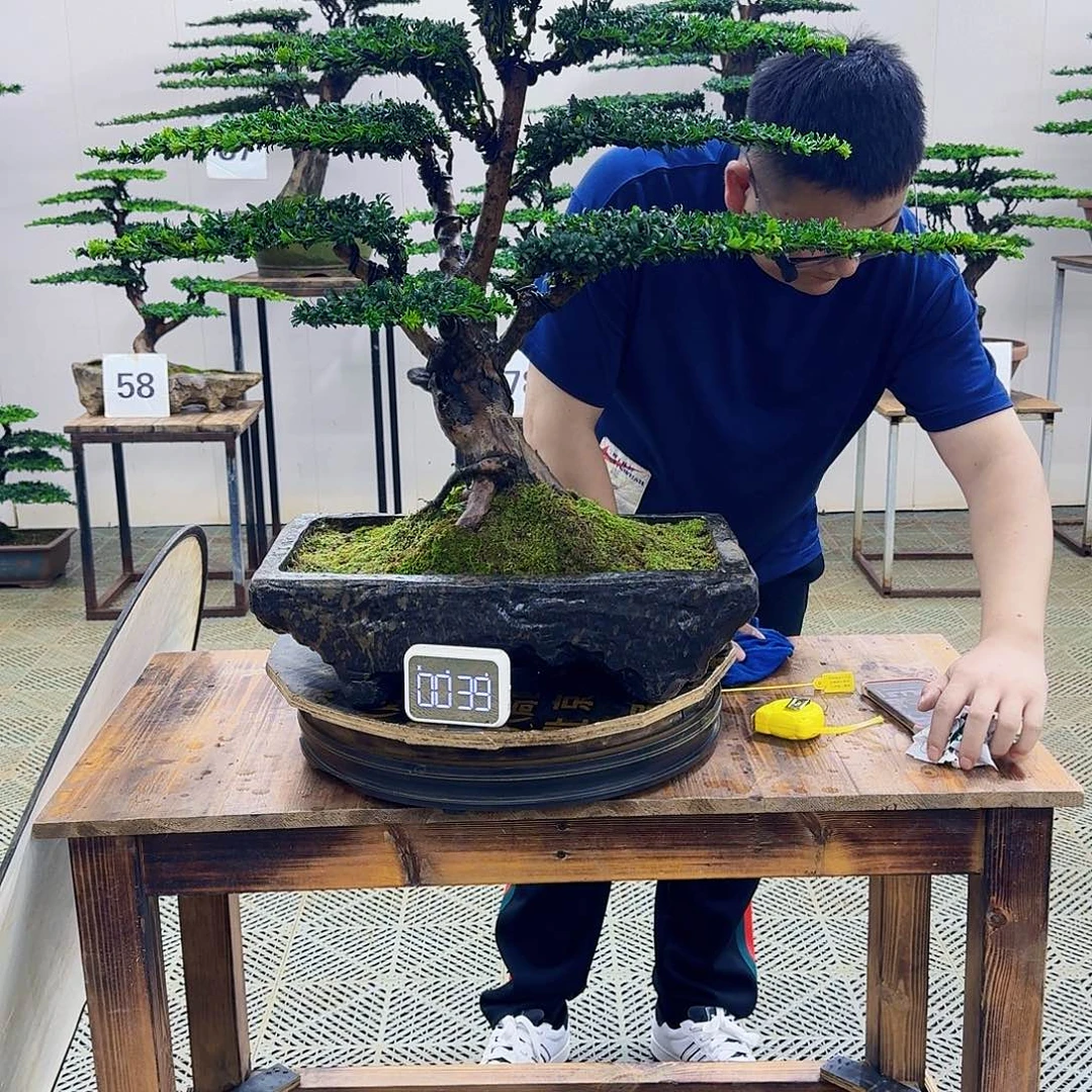 无花朵珍珠罗汉松造型盆景
