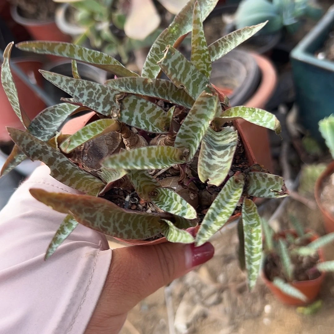 多肉植物油点百合