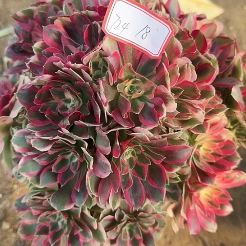 多肉植物粉女郎724