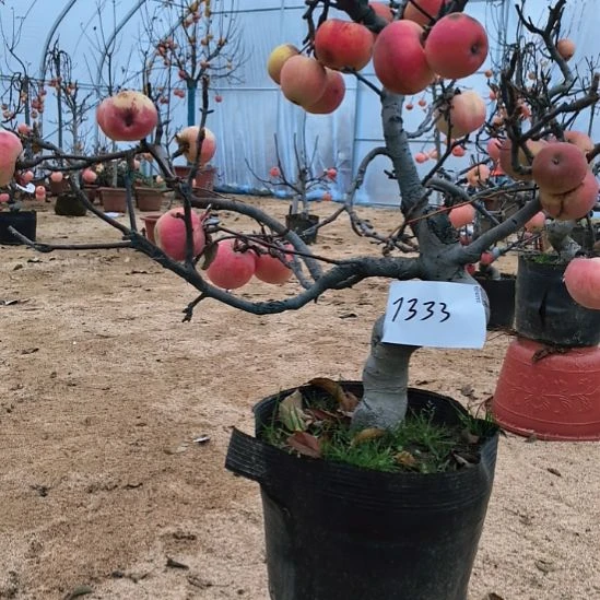 无花朵游龙精品苹果盆景