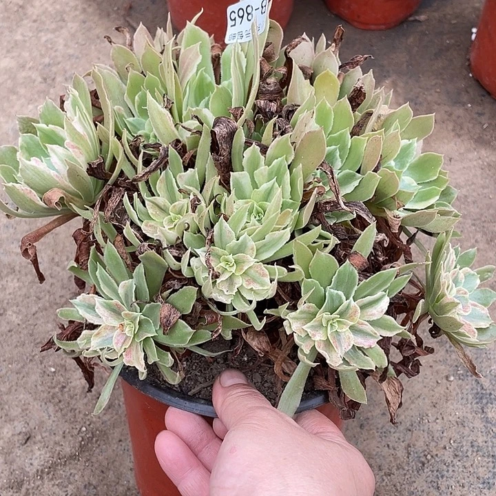 865光辉多肉植物法师