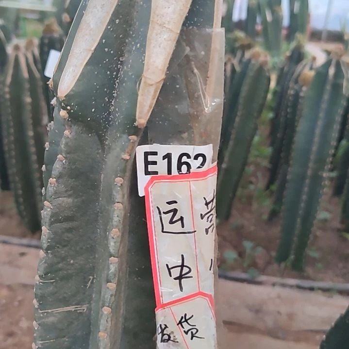 雷****心寄养金妞发货162