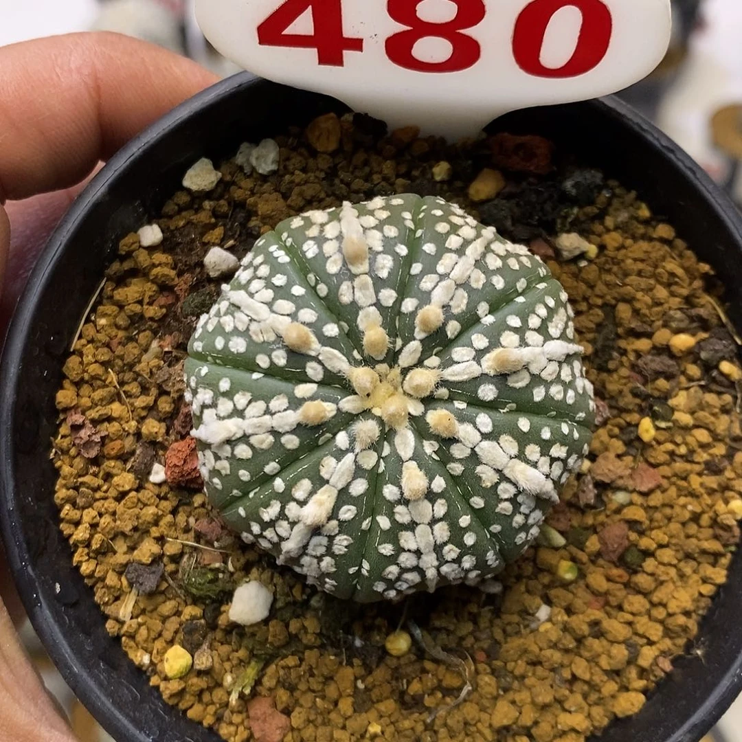 480皇室琉璃奇迹福利