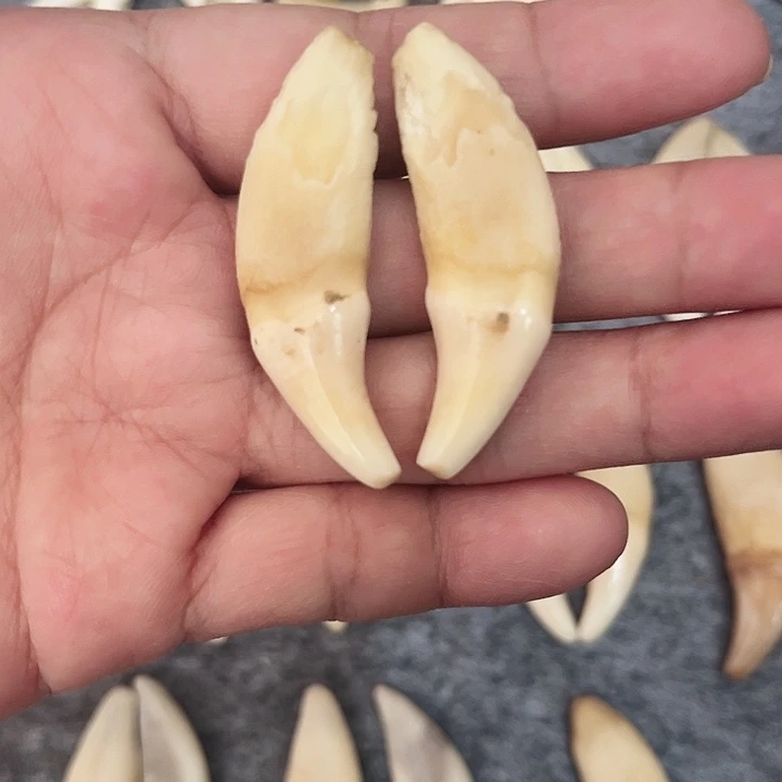 非金属原生黑牙有瑕疵一对