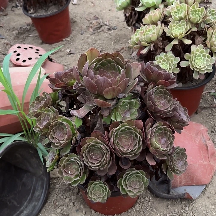 多肉植物法师黑魔41