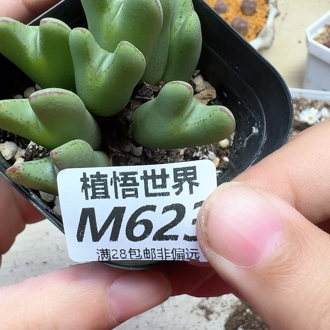 多肉植物的润泽地风格