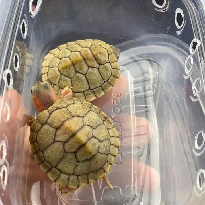 巴西彩龟母6666666